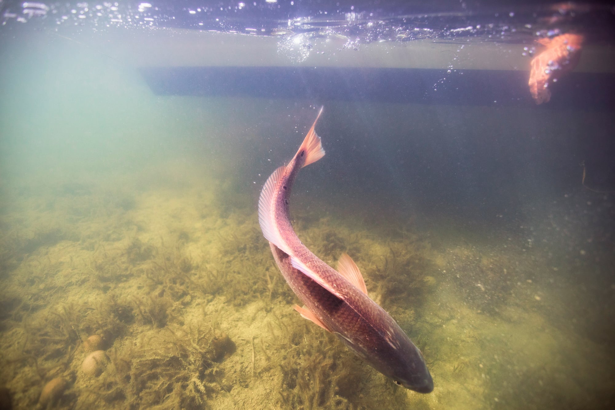 Man releasing small redfish in the Gulf of Mexico, Homosassa, Florida, US